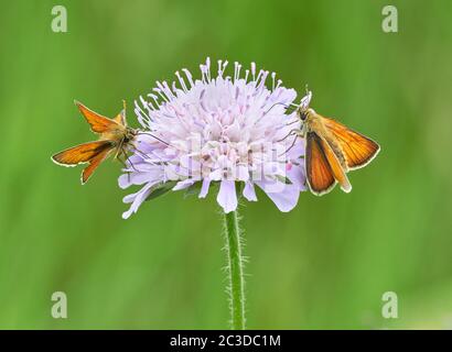 Männliche und weibliche Kleine skipper Schmetterlinge Thymelicus sylvestris Fütterung auf Feld-witwenblume auf einer blühenden Wiese in Wiltshire UK Stockfoto