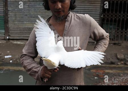 Dhaka, Bangladesch. Juni 2020. Ein Kunde inspiziert eine Taube auf einem wöchentlichen Viehmarkt in der Nähe von Gulistan, Dhaka. Kredit: MD Mehedi Hasan/ZUMA Wire/Alamy Live Nachrichten Stockfoto