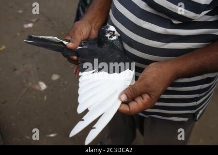 Dhaka, Bangladesch. Juni 2020. Ein Kunde inspiziert eine Taube auf einem wöchentlichen Viehmarkt in der Nähe von Gulistan, Dhaka. Kredit: MD Mehedi Hasan/ZUMA Wire/Alamy Live Nachrichten Stockfoto