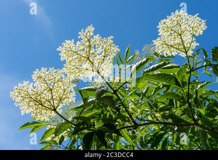 Elder Sambucus nigra blüht im späten Frühjahr - Somerset UK Stockfoto