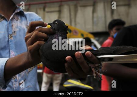 Dhaka, Bangladesch. Juni 2020. Ein Kunde inspiziert eine Taube auf einem wöchentlichen Viehmarkt in der Nähe von Gulistan, Dhaka. Kredit: MD Mehedi Hasan/ZUMA Wire/Alamy Live Nachrichten Stockfoto