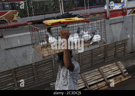 Dhaka, Bangladesch. Juni 2020. Ein Händler trägt einen Käfig von Tauben auf dem Kopf auf einem wöchentlichen Viehmarkt in der Nähe von Gulistan, Dhaka. Kredit: MD Mehedi Hasan/ZUMA Wire/Alamy Live Nachrichten Stockfoto