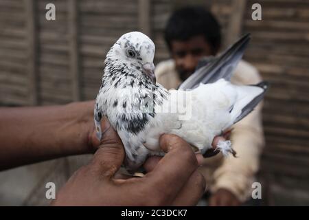 Dhaka, Bangladesch. Juni 2020. Ein Kunde inspiziert eine Taube auf einem wöchentlichen Viehmarkt in der Nähe von Gulistan, Dhaka. Kredit: MD Mehedi Hasan/ZUMA Wire/Alamy Live Nachrichten Stockfoto