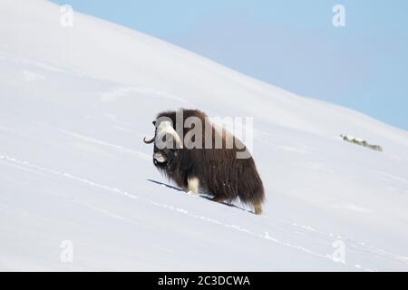 Muskoxkuh (Ovibos moschatus) Portrait des Weibchens, das im Winter auf einer schneebedeckten Tundra auf der Nahrungssuche ist, Dovrefjell-Sunndalsfjella Nationalpark, Norwegen Stockfoto