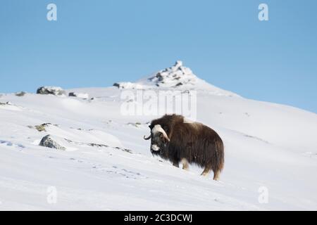 Muskoxkuh (Ovibos moschatus) Portrait des Weibchens, das im Winter auf einer schneebedeckten Tundra auf der Nahrungssuche ist, Dovrefjell-Sunndalsfjella Nationalpark, Norwegen Stockfoto