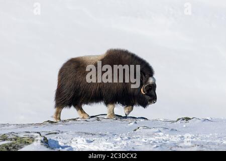 Muskoxkuh (Ovibos moschatus) Portrait des Weibchens, das im Winter auf einer schneebedeckten Tundra auf der Nahrungssuche ist, Dovrefjell-Sunndalsfjella Nationalpark, Norwegen Stockfoto