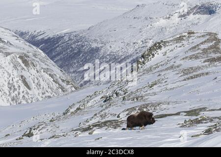 Muskoxkuh (Ovibos moschatus) Portrait des Weibchens, das im Winter auf einer schneebedeckten Tundra auf der Nahrungssuche ist, Dovrefjell-Sunndalsfjella Nationalpark, Norwegen Stockfoto