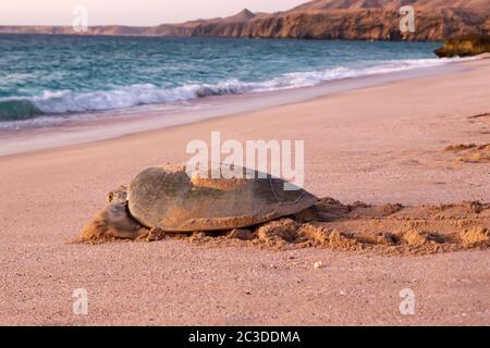 Grüne Meeresschildkröte Chelonia mydas Rückkehr zum Meer in der Morgendämmerung nach dem Legen von Eiern am Strand von Ras al Jinz, Oman Stockfoto