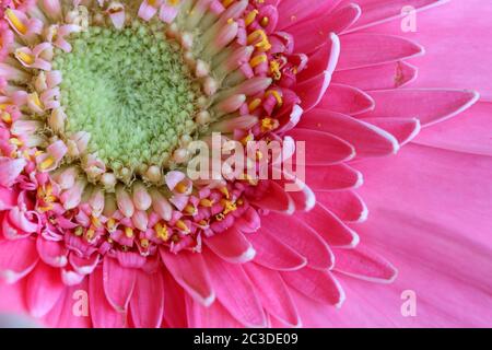 Makrodetail einer rosa Gerbera Blume. Stockfoto