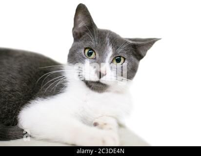 Ein grau-weißes Hauskurzhaarkätzchen, das sich mit erweiterten Pupillen und einem verärgerten Gesichtsausdruck hinlegt Stockfoto