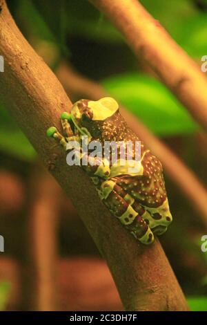 Amazonas-Milchfrosch im Terrarium Trachycephalus resinifictrix. Tier aus dem Amazonas Regenwald in Süd A Stockfoto