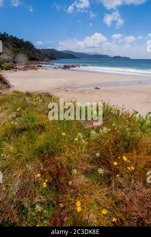 Blick auf einen Strand in der Nähe des Dorfes Oban auf Stewart Island vor der Südinsel in Neuseeland. Stockfoto