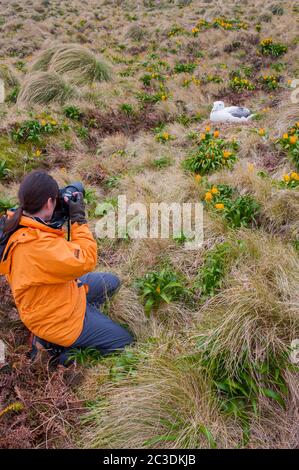 Ein Tourist fotografiert einen königlichen Albatros, der zwischen gelben Bulbinella rossii-Blüten nistet, die allgemein als Rosslilie (subantarktische Megakraut) bekannt sind. Stockfoto