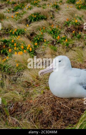 Ein Königlicher Albatros brütet unter gelben Bulbinella rossii Blumen, allgemein bekannt als die Rosslilie (subantarktische Megakraut), auf Campbell Island, A Stockfoto