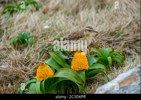 Eine Australasienpfeifenart (Anthus novaeseelandiae) unter gelben Bulbinella rossii Blüten, allgemein bekannt als die Rosslilie (subanterktische Megakraut), auf ca. Stockfoto