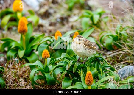 Eine Australasienpfeifenart (Anthus novaeseelandiae) unter gelben Bulbinella rossii Blüten, allgemein bekannt als die Rosslilie (subanterktische Megakraut), auf ca. Stockfoto