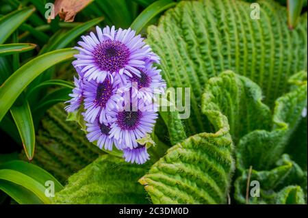 Pleurophyllum speciosum, auch bekannt als der riesige Kaiser Gänseblümchen oder Campbell Island Gänseblümchen, ist ein Megaherb aus Auckland und Campbell Inseln Stockfoto