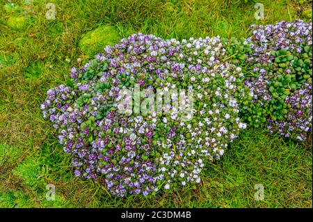 Enderby Island Enzian (Gentiana concinna) auf Enderby Island, einer subantarktischen Insel im Auckland Islands Archipel, Neuseeland. Stockfoto