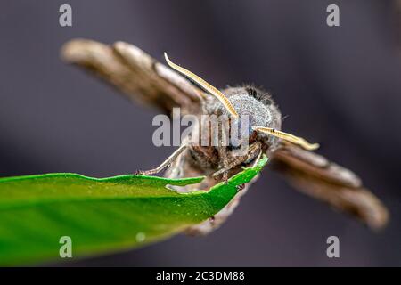 Augenfalke Motte, Smerinthus ocellatus, ruht auf einem grünen Blatt mit gekreuzten Vorderbeinen Stockfoto