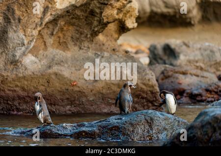 Galapagos-Pinguine (Spheniscus mendiculus) stehen auf Felsen entlang der Küste der Bartolome-Insel auf den Galapagos-Inseln, Ecuador. Stockfoto