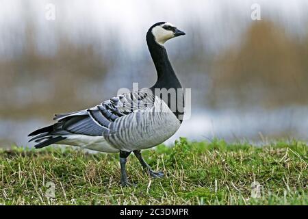 Barnacle Goose auf einer Salzwiese Stockfoto