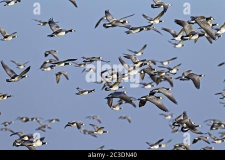 Barnacle Gänse Herde während der Migration Stockfoto