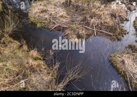 Drone Blick auf einone schwimmende Ente im Sumpfland während des Frühlings Tag. Stockfoto