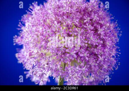 Ein einziger Allium, der in einem Garten in Warwickshire, England, Großbritannien angebaut wird. Allium ist eine Gattung von monokotyledonous blühenden Pflanzen, die Hunderte von Arten umfasst, einschließlich der kultivierten Zwiebel, Knoblauch, Frühlingszwiebel, Schalotte, Lauch und Schnittlauch. Der generische Name Allium ist das lateinische Wort für Knoblauch, und die Art der Gattung ist Allium sativum, was "kultivierter Knoblauch" bedeutet. Stockfoto