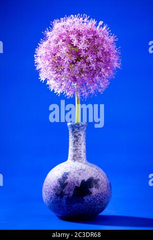 Ein einziger Allium, der in einem Garten in Warwickshire, England, Großbritannien angebaut wird. Allium ist eine Gattung von monokotyledonous blühenden Pflanzen, die Hunderte von Arten umfasst, einschließlich der kultivierten Zwiebel, Knoblauch, Frühlingszwiebel, Schalotte, Lauch und Schnittlauch. Der generische Name Allium ist das lateinische Wort für Knoblauch, und die Art der Gattung ist Allium sativum, was "kultivierter Knoblauch" bedeutet. Stockfoto