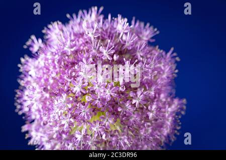 Ein einziger Allium, der in einem Garten in Warwickshire, England, Großbritannien angebaut wird. Allium ist eine Gattung von monokotyledonous blühenden Pflanzen, die Hunderte von Arten umfasst, einschließlich der kultivierten Zwiebel, Knoblauch, Frühlingszwiebel, Schalotte, Lauch und Schnittlauch. Der generische Name Allium ist das lateinische Wort für Knoblauch, und die Art der Gattung ist Allium sativum, was "kultivierter Knoblauch" bedeutet. Stockfoto