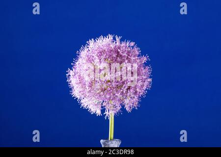 Ein einziger Allium, der in einem Garten in Warwickshire, England, Großbritannien angebaut wird. Allium ist eine Gattung von monokotyledonous blühenden Pflanzen, die Hunderte von Arten umfasst, einschließlich der kultivierten Zwiebel, Knoblauch, Frühlingszwiebel, Schalotte, Lauch und Schnittlauch. Der generische Name Allium ist das lateinische Wort für Knoblauch, und die Art der Gattung ist Allium sativum, was "kultivierter Knoblauch" bedeutet. Stockfoto