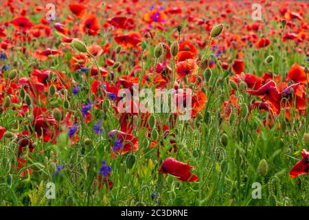 Wildblumenfeld voller roter Mohnblumen. Blühender Sommer auf dem Land Stockfoto