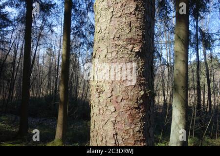 Picea abies, Norwegen Fichte, Rinde Stockfoto