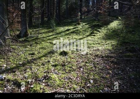 Moos im Wald Stockfoto