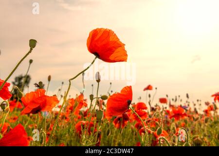 Rote Mohnblumen bei Sonnenuntergang. Farbenfrohe Sommerszene Stockfoto