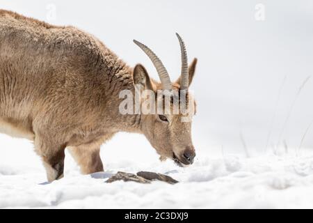 Der Himalaya-Steinbock (Capra sibirica hemalayanus) im himalaya-Berghabitat in der Nähe des Kibber Village im Spiti Valley, Himachal Pradesh, Indien. Stockfoto