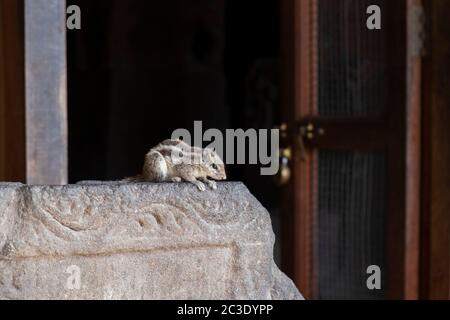 Chippmunk in Ellora Cave 33, Aurangabad, Maharashtra, Indien. Stockfoto