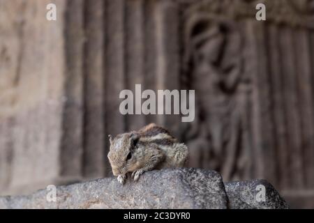 Chippmunk in Ellora Cave 33, Aurangabad, Maharashtra, Indien. Stockfoto