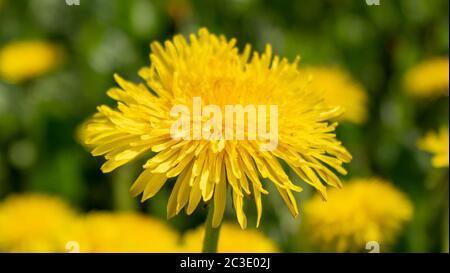Gelbe Löwenzahn-Blume gegen einen gelb-grünen Bokeh. Grüne Löwenzahn Blätter. Löwenzahn blühen im Frühling. Blick Von Oben. Stockfoto