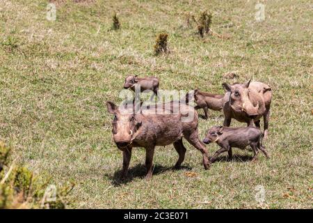 Warthog Familie mit Baby Ferkeln, Äthiopien Stockfoto