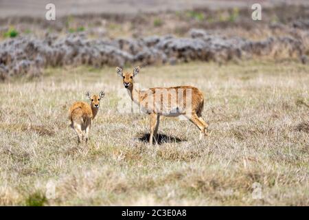 Antilope Bohor reedbuck, Bale Mountain, Äthiopien Stockfoto