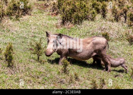 Warthog Familie mit Baby Ferkeln, Äthiopien Stockfoto