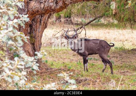 Berg Nyala in Ale Mountains Äthiopien Stockfoto