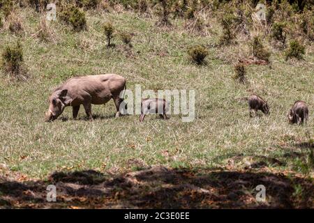 Warthog Familie mit Baby Ferkeln, Äthiopien Stockfoto