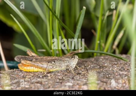 Nahaufnahme des Common Field Grasshopper auf Steinkamm im Garten Stockfoto