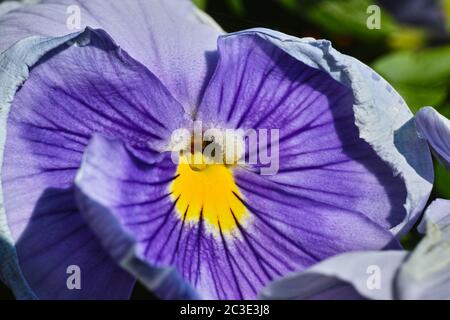 Die Gartenstalle ist eine Art große blühende Hybridpflanze. Stockfoto