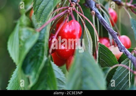 Kirsche ist die Frucht vieler Pflanzen der Gattung Prunus. Stockfoto