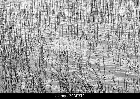 Auf dem See, rauscht Pflanzen Detail. Künstlerische Optik in schwarz und weiß. Stockfoto