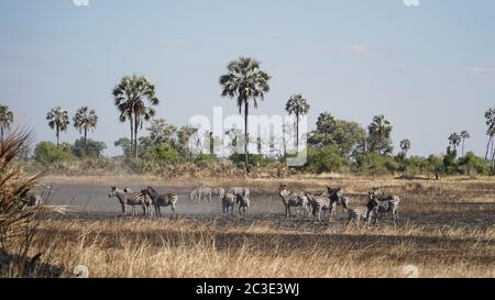 Elefanten bei einer Safari im Okavango Delta in Botswana. Stockfoto