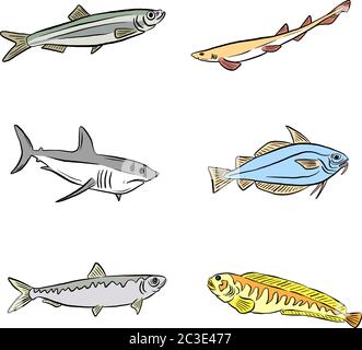 Eine Sammlung von Unterwasser Meer und Süßwasserfisch Haie und Aale Cartoon Illustration Clipart in Vektorform Logos Stock Vektor